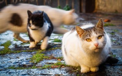 Colonia felina di San Vito in Monte – invito alla cittadinanza